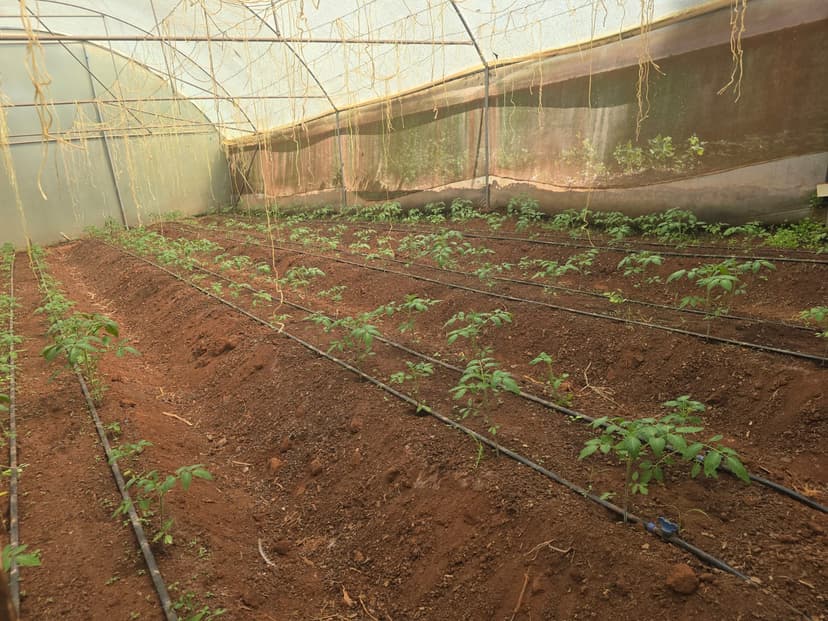 Sustainable practices for better yields