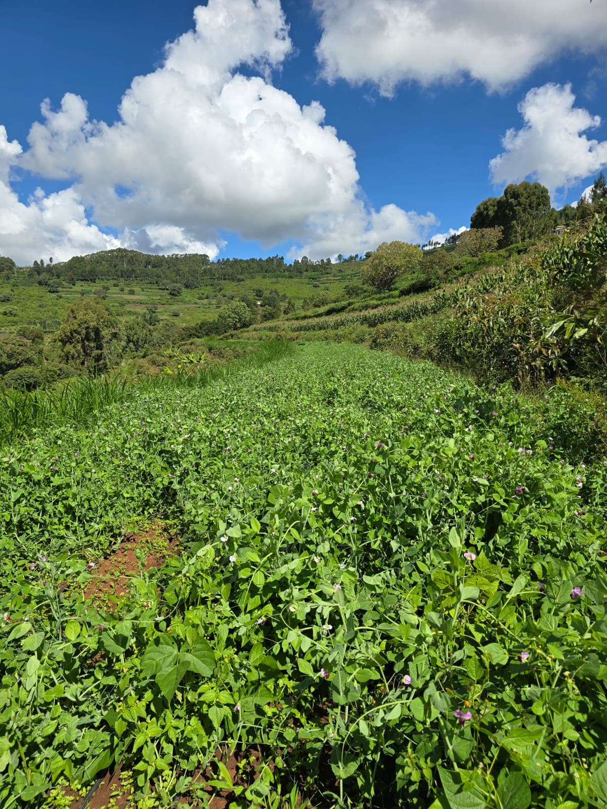 About Faithlink Farm