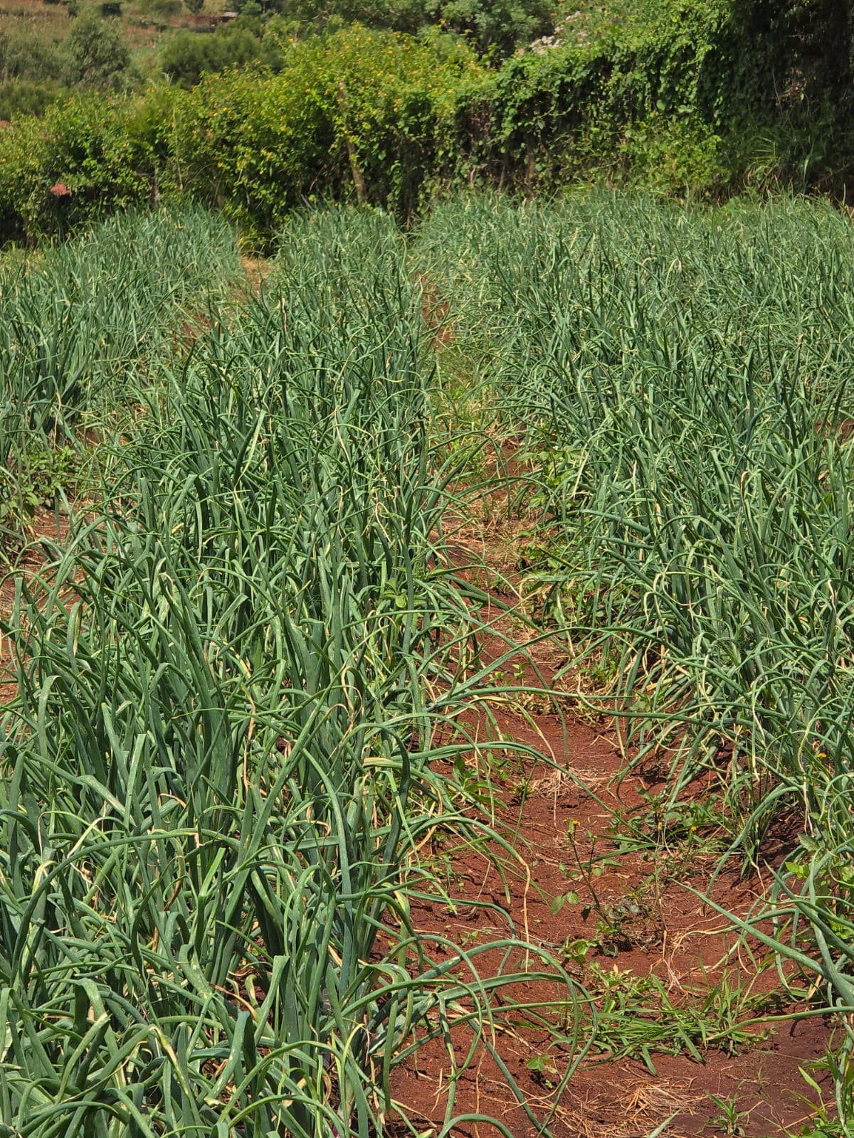 Healthy Onions
