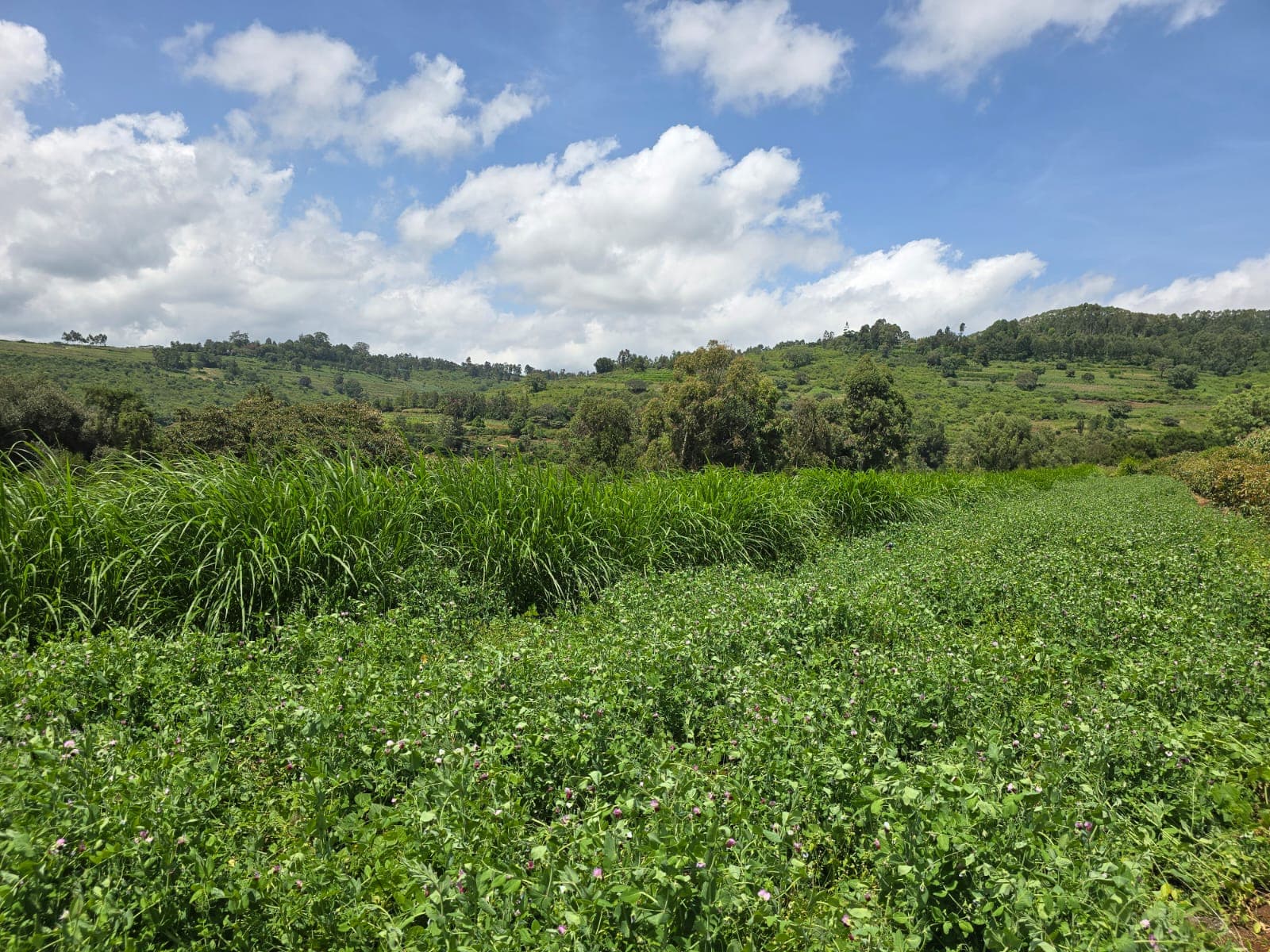 Faithlink Farm sustainable agriculture