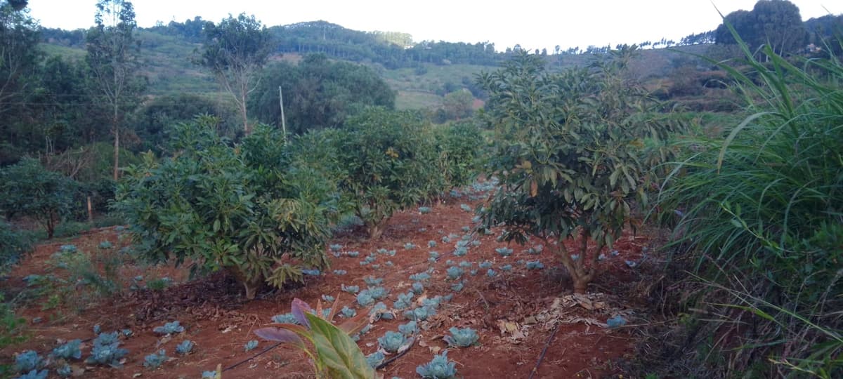 Avocado Field Intercropped with Cabbages