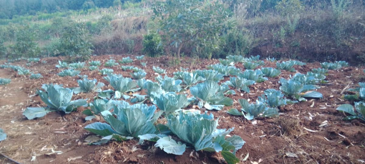 Cabbages Field