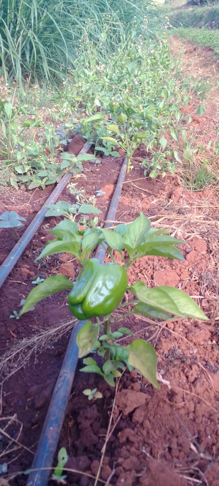 Capsicum Farming 1