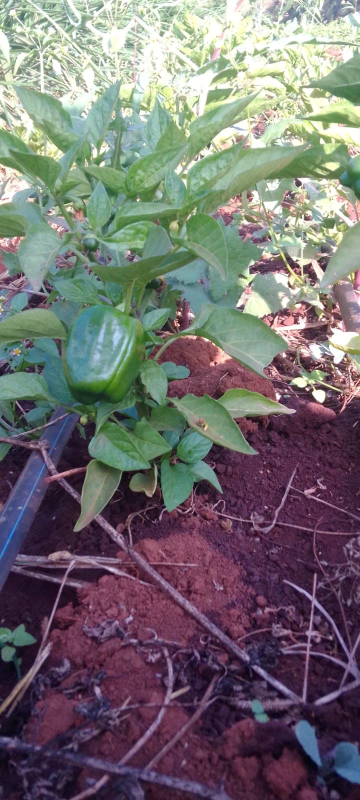 Capsicum Farming