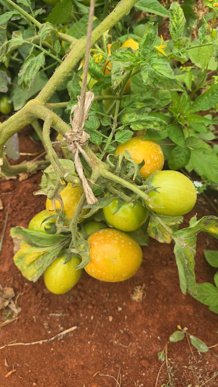New Tomato Harvest