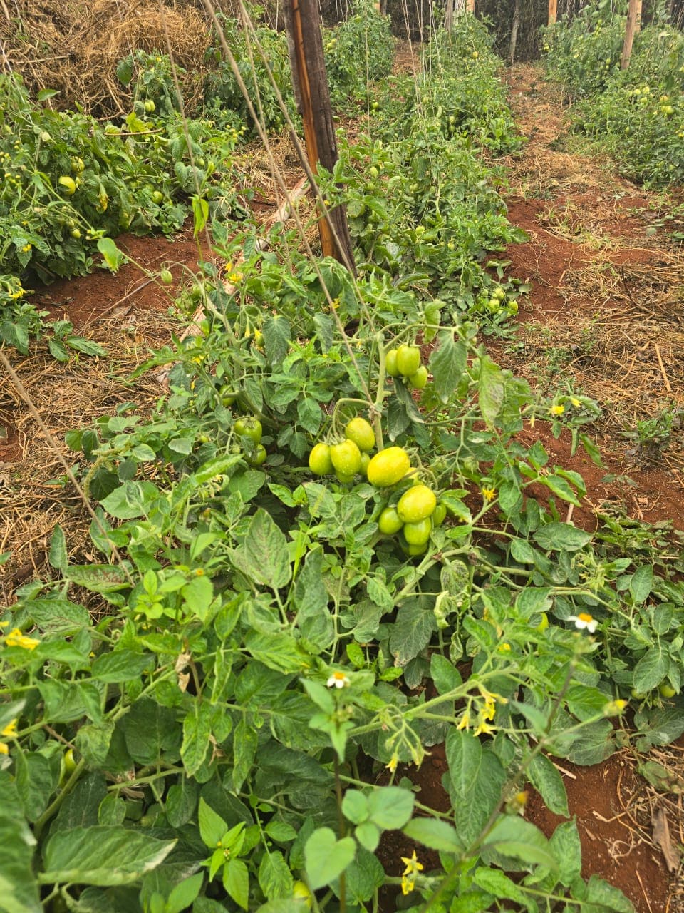 Onions Under Shade