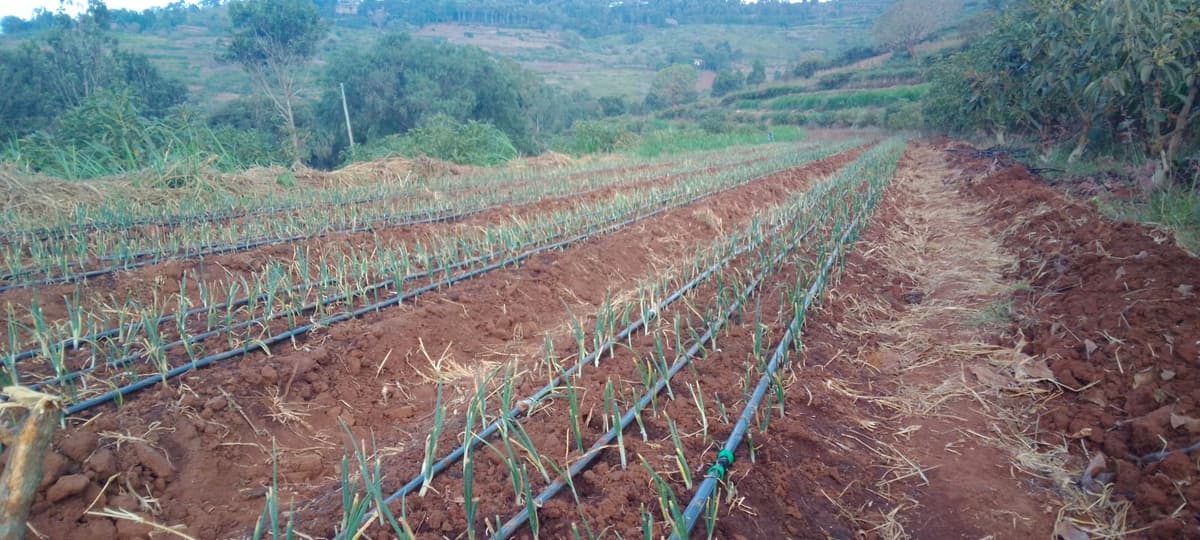 Onion Field