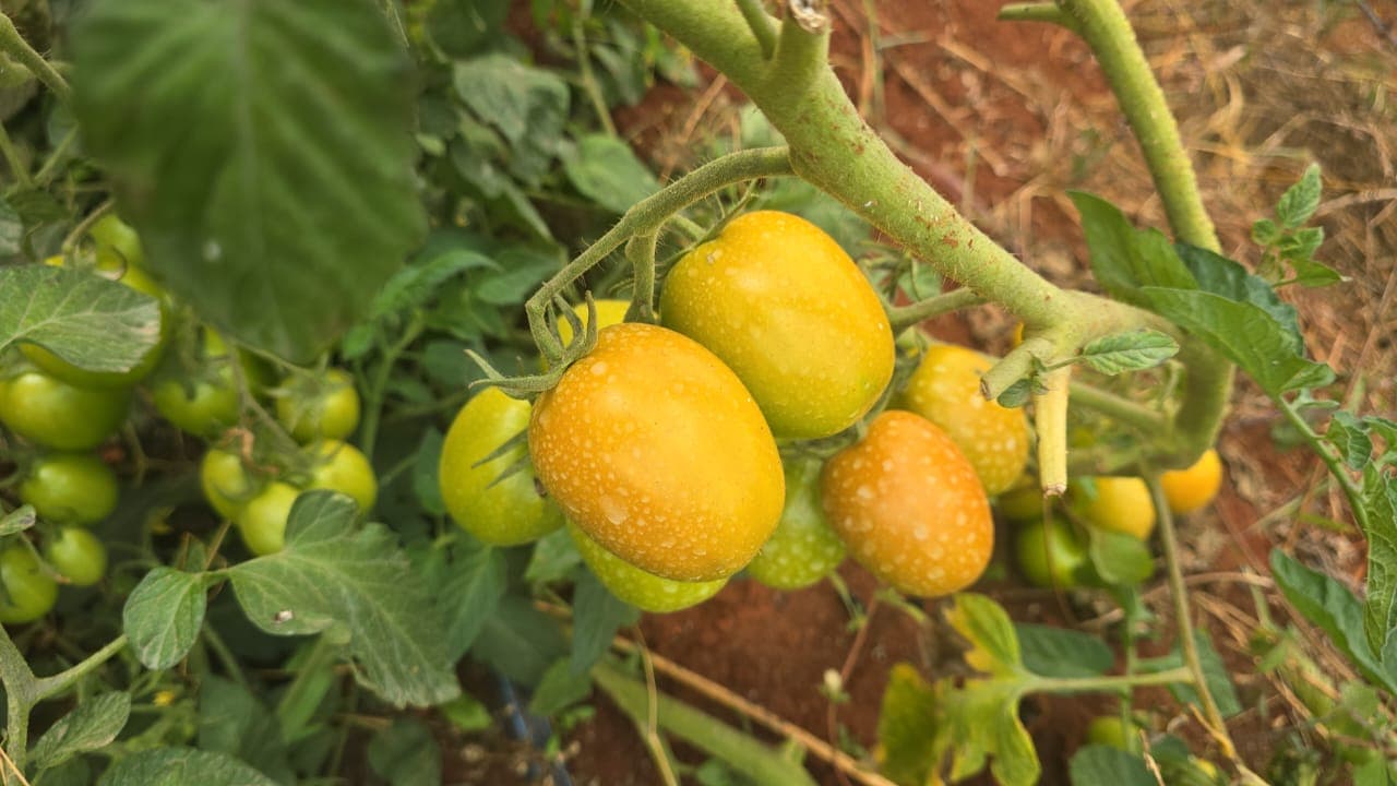 Greenhouse tomato harvest and market readiness