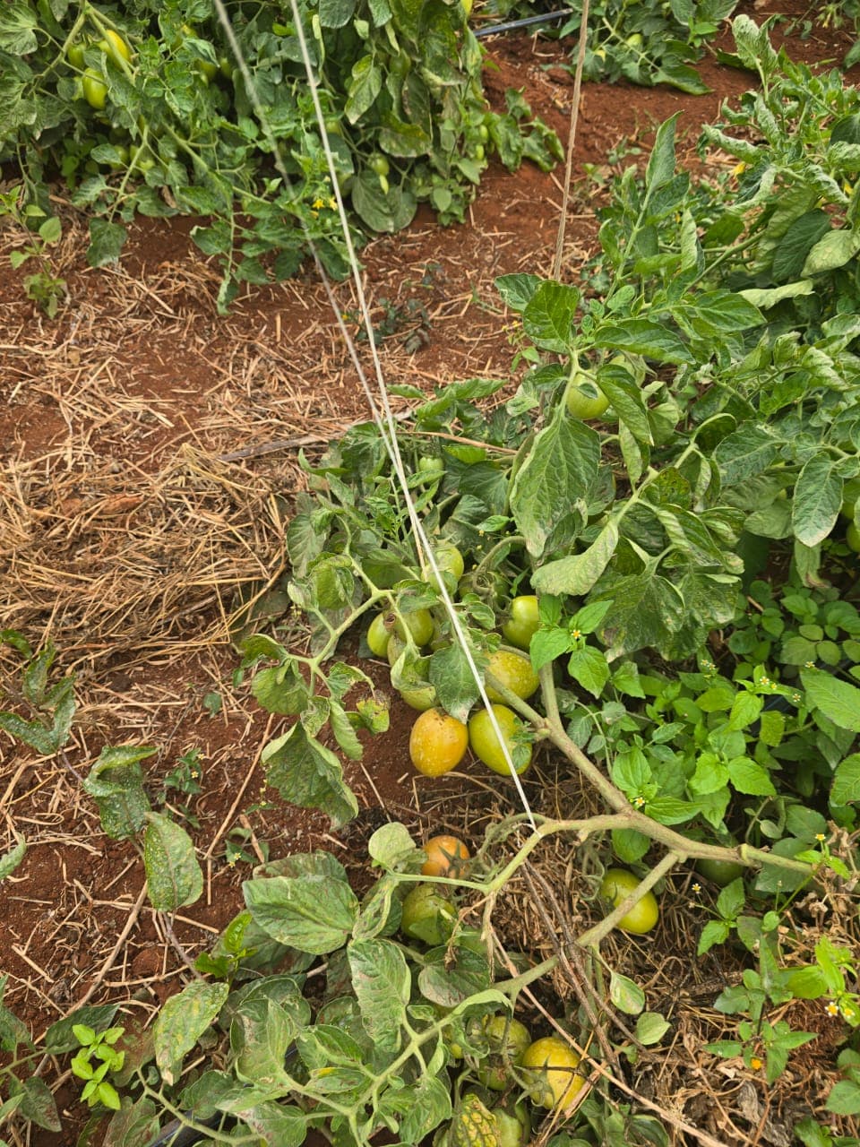 Tomato Vines