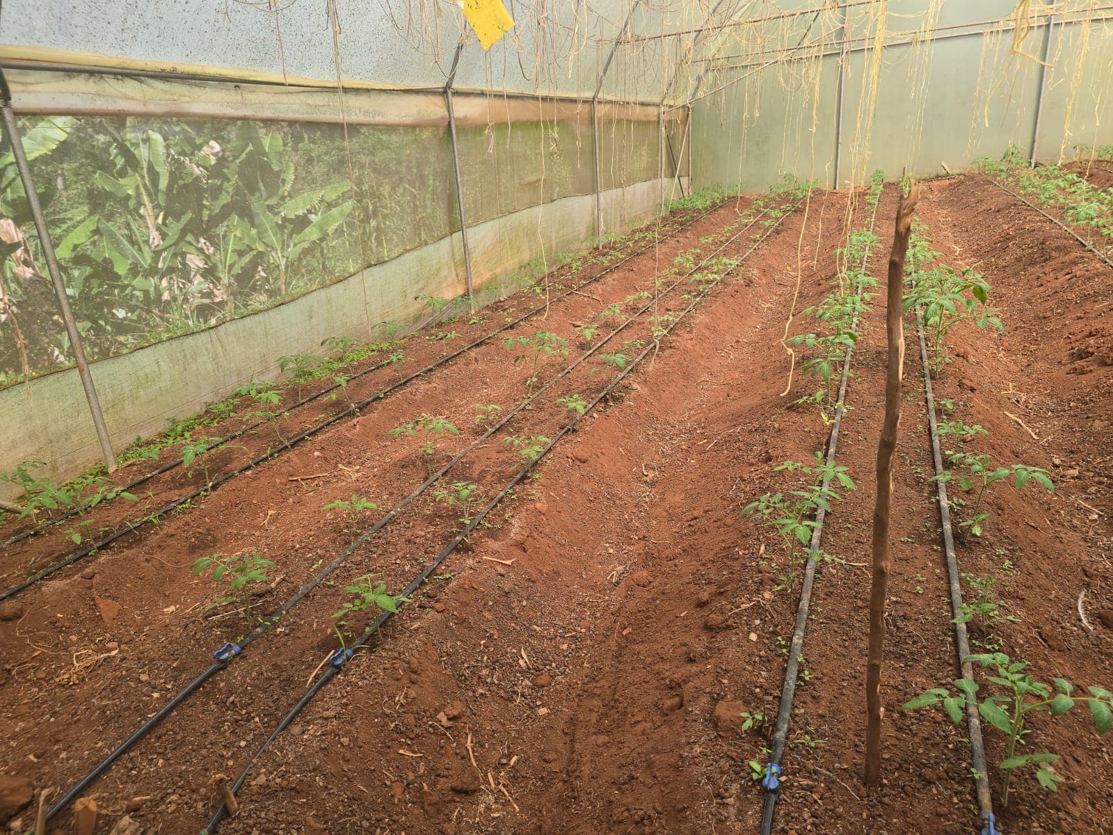Distributors of 100% Guaranteed Fresh Product Produce