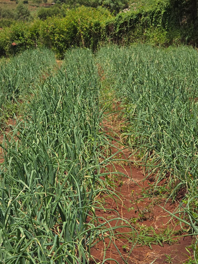 Healthy Onions
