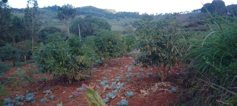 Avocado Field Intercropped with Cabbages