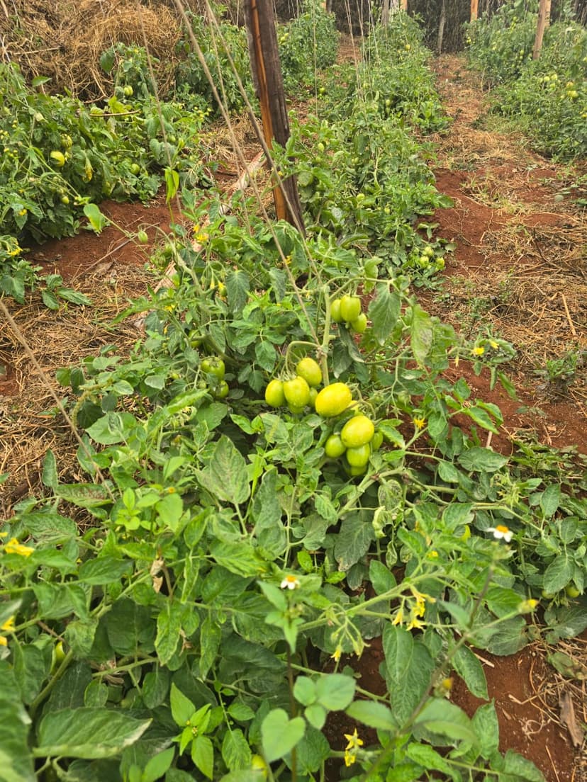 Onions Under Shade