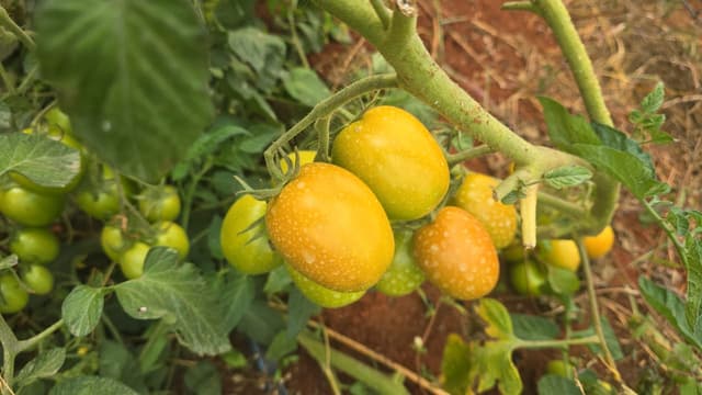 Greenhouse tomato harvest and market readiness
