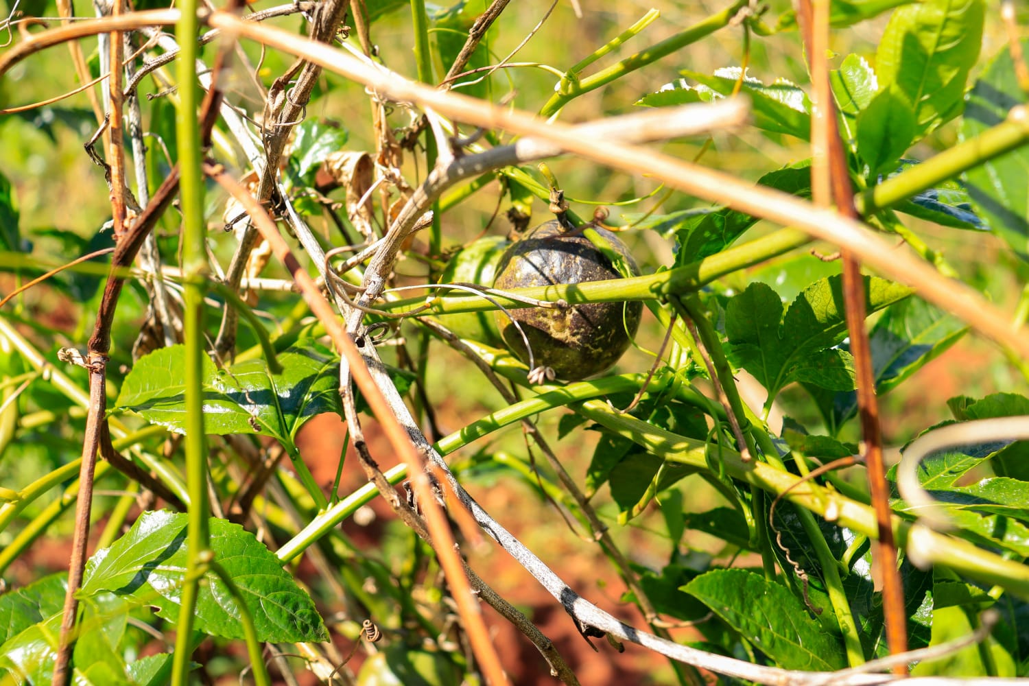 Passion Fruit Farming